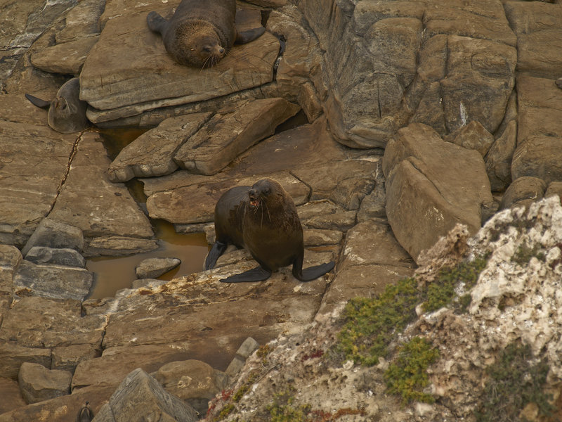Kangaroo Island, Fur Seal
